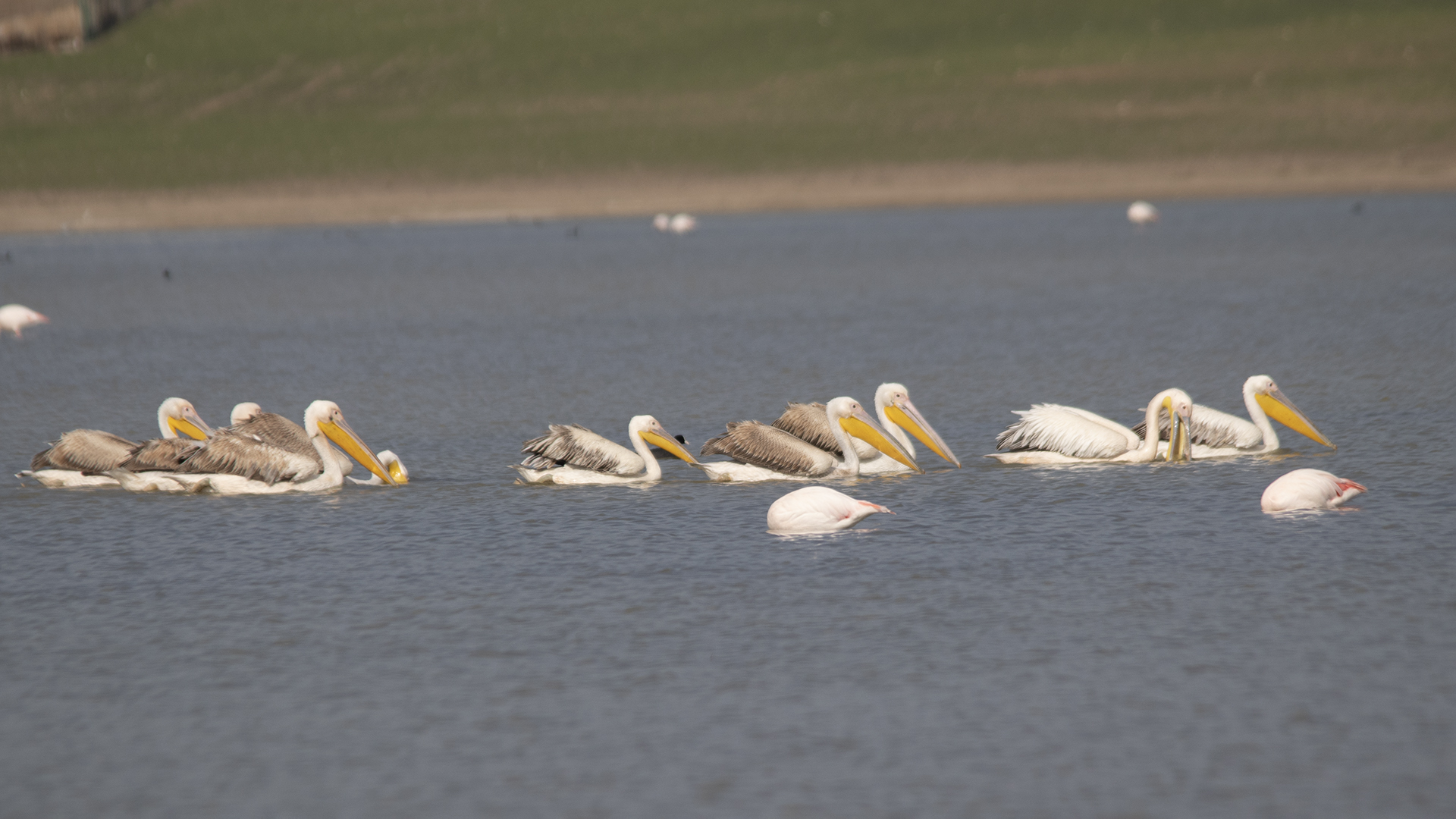 Great White Pelican
